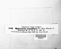Mycosphaerella aquilina image